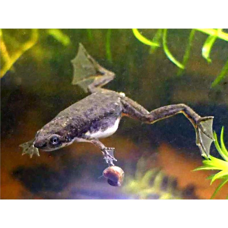 Broasca africana Pseudhymenochirus merlini - imagine 3